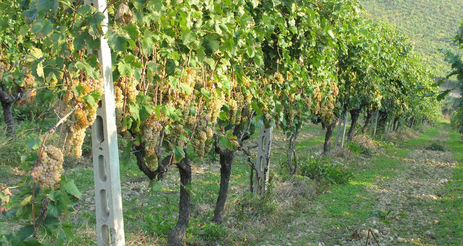 Trebbiano Uva bianca per Vino Falerio delle Marche