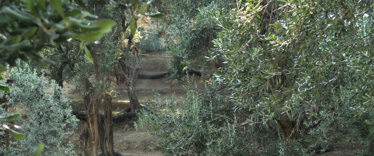 Camminata tra gli Olivi Sinalunga Domenica 29 Ottobre ore 15 3 Camminata tra gli Olivi Sinalunga Domenica 29 Ottobre ore 15