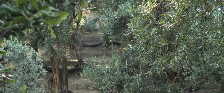 Camminata tra gli Olivi Sinalunga Domenica 29 Ottobre ore 15 7 Camminata tra gli Olivi Sinalunga Domenica 29 Ottobre ore 15