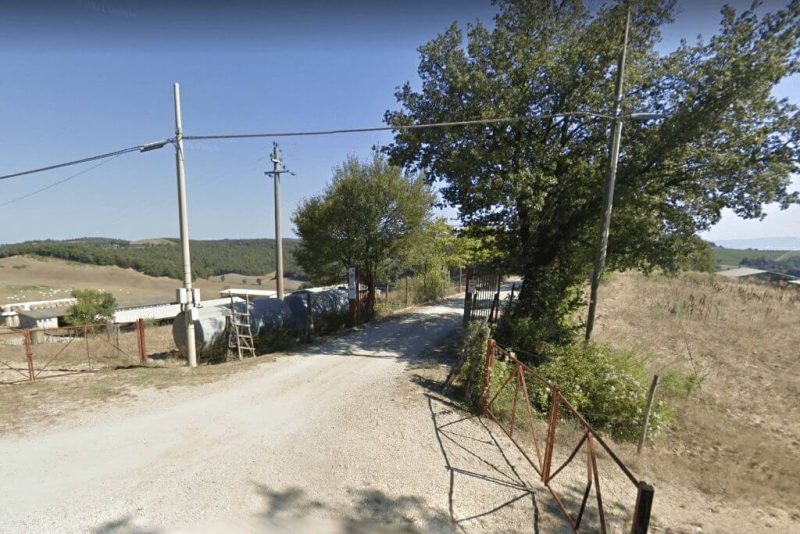 Rigaiolo Sottomonti 3 Allevamento