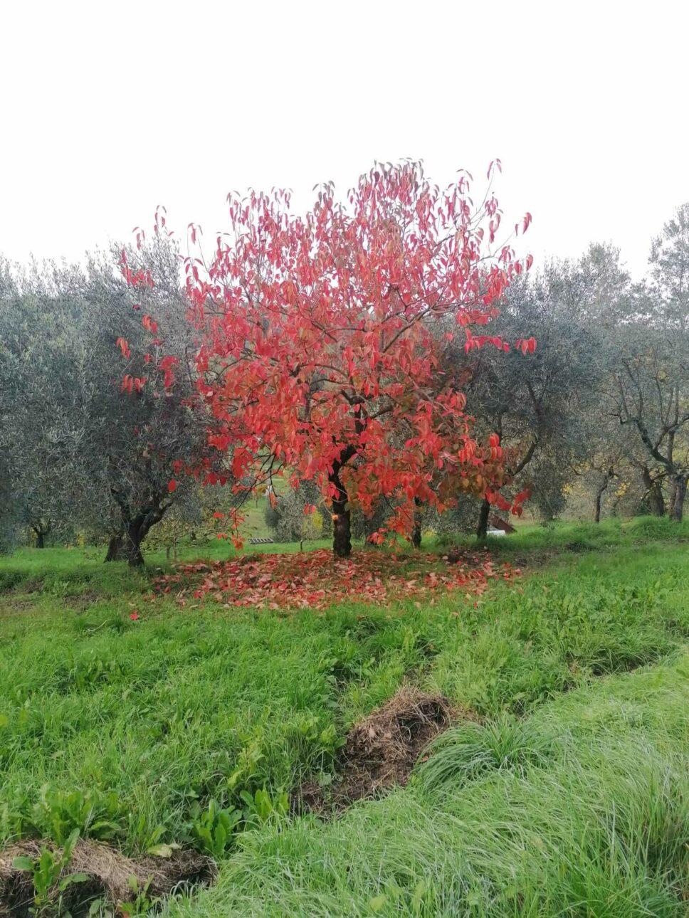 Immagine WhatsApp 2024 10 28 ore 07.53.21 68dd1546